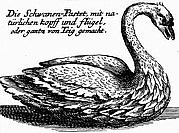 Schwanenpastet aus Conrad Haggers "Neues Saltzburgisches Kochbuch"
